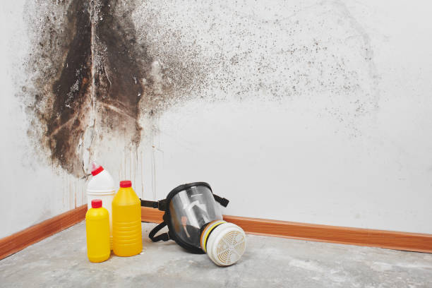 Best Mold Removal Company Near Me  in Capac, MI