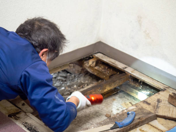 Reliable Capac, MI Mold Removal Solutions