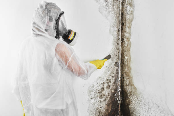 Best Commercial Mold Removal  in Capac, MI