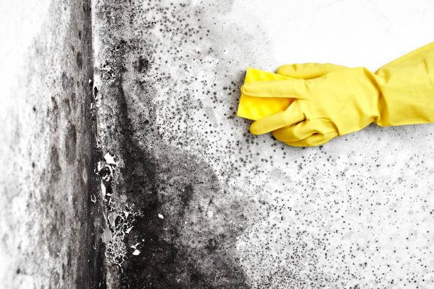 Professional Mold Removal in Capac, MI