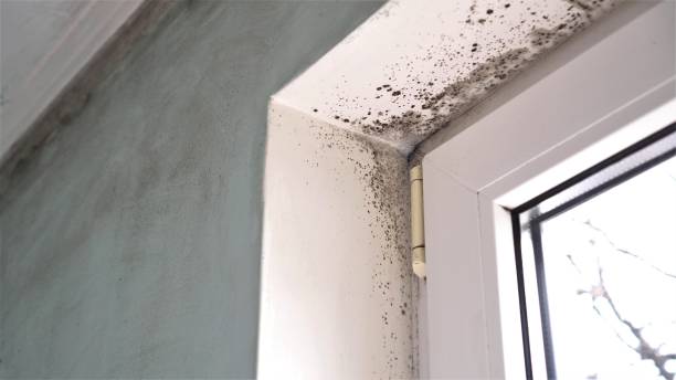 Best Certified Mold Removal  in Capac, MI