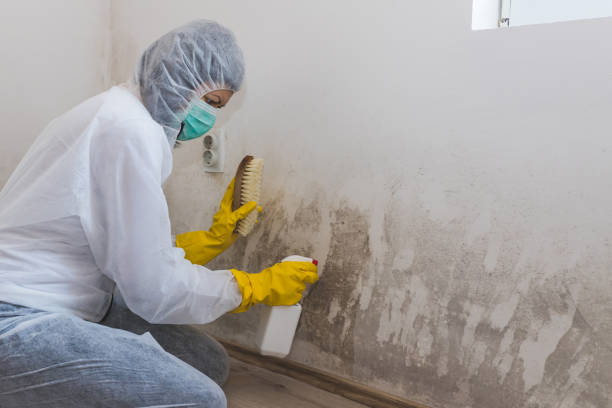 Best Mold Testing  in Capac, MI