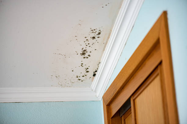 Best Mold Removal Specialists  in Capac, MI