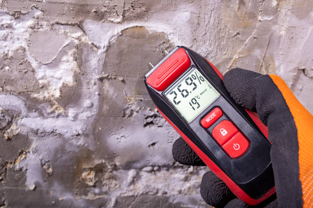 Best Local Mold Removal Service  in Capac, MI