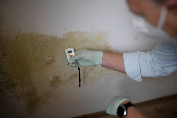 Best Professional Mold Removal  in Capac, MI