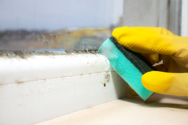 Best Mold Remediation Services  in Capac, MI