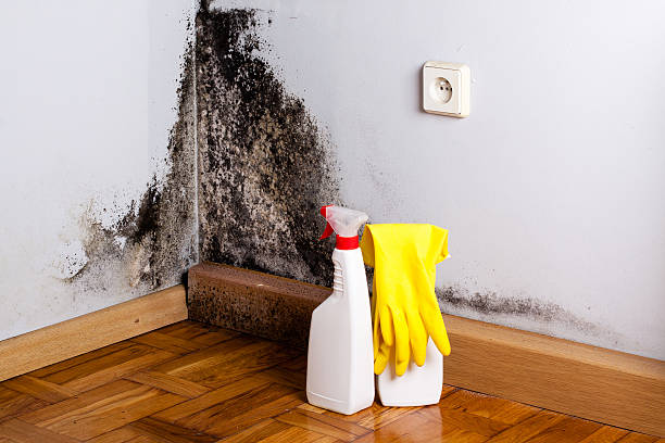 Best Residential Mold Removal  in Capac, MI