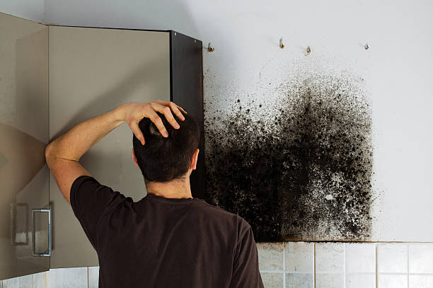 Best Emergency Mold Removal  in Capac, MI